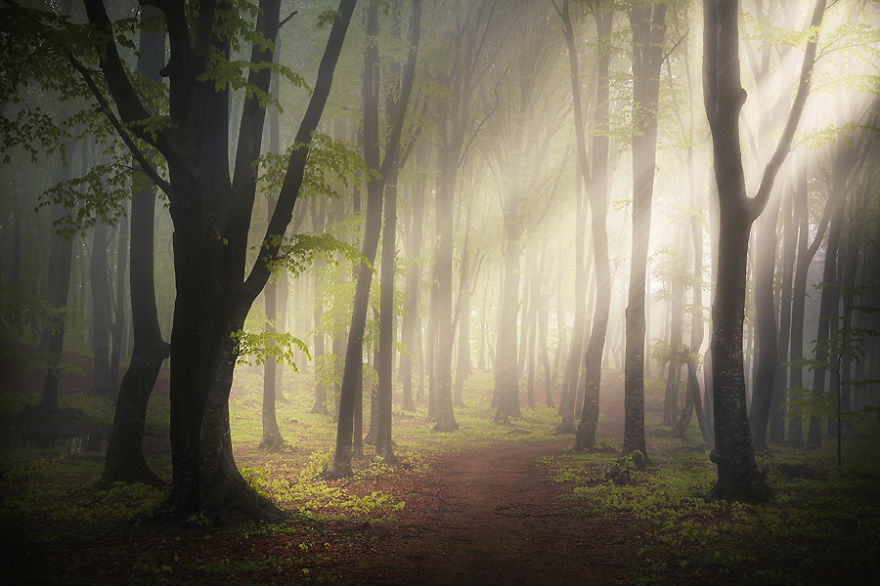 داستان‌هایی از جنگل ؛‌مجموعه تصاویری که شما را به عمق رویایی‌ترین جنگل‌های دنیا می‌برد