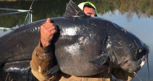 گربه ماهی غول پیکر شکار شده در کارولینای جنوبی
