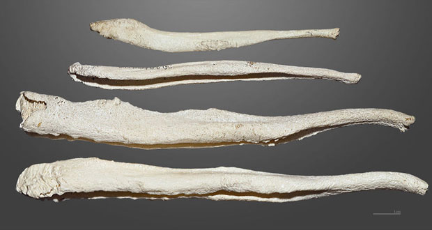 استخوان آلت تناسلی در مردان