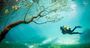بهترین عکس های زیر آب سال 2016 از نگاه نشنال جئوگرافیک
