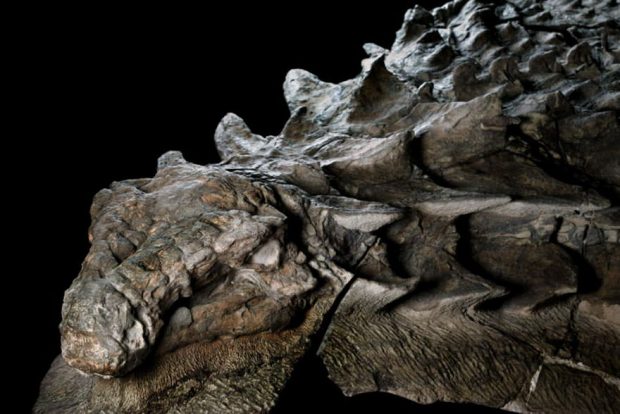 فسیل 110 میلیون ساله یک دایناسور