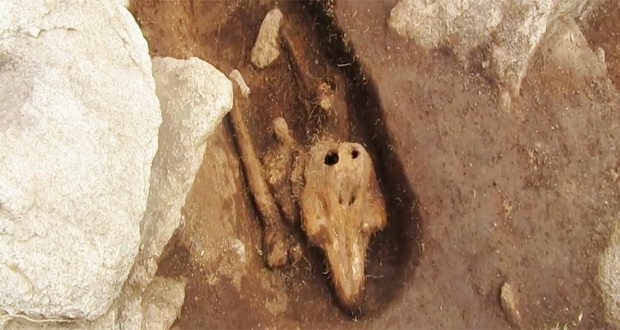 کشف استخوان‌های دفن شده یک گرازماهی باستان شناسان را سردرگم کرده است (ویدیو)