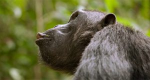 واکنش شامپانزه ها در هنگام خطر