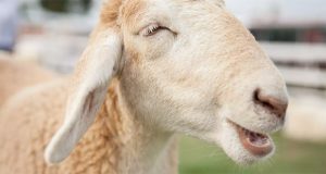 توانایی تشخیص چهره در گوسفندان