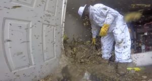 پاکسازی یک لانه زنبور بزرگ و بسیار خطرناک از محلی مسکونی + ویدیو