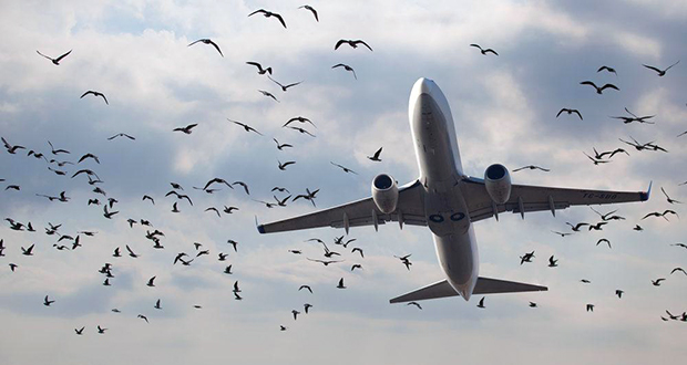 برخورد پرنده با هواپیما چه عواقبی به دنبال دارد؟ (ویدیو)
