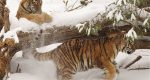 حیوانات در برف