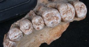 فسیل دندان- قدیمی ترین فسیل انسان امروزی