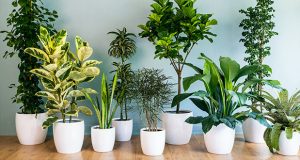 5 گیاه تصویه کننده هوا