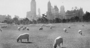 تصاویر تاریخی از سنترال پارک نیویورک زمانی که گوسفندان در آن می چریدند!