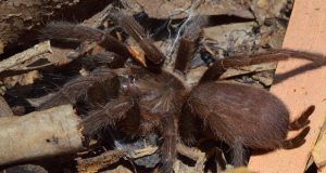 نجات عنکبوت غول آسا از سیل در استرالیا + ویدیو