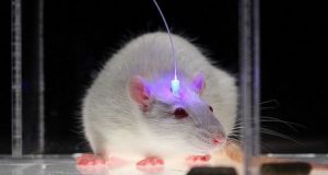 تراشه مغزی نیورالینک (Neuralink) بر روی حیوانات آزمایش خواهد شد!