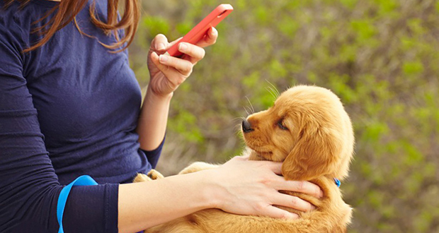 تشخیص نژاد سگ ها با استفاده از گوگل لنز امکان‌پذیر شد