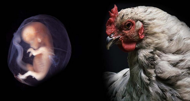 جنین پیوندی انسان و مرغ در آزمایشگاه ساخته شد!