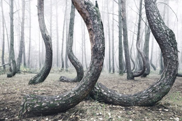 جنگل کج در لهستان