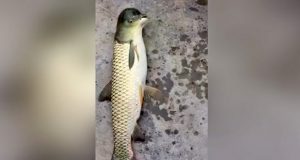 صید یک ماهی عجیب و غریب در چین بسیاری را شگفت‌زده کرده است + ویدیو