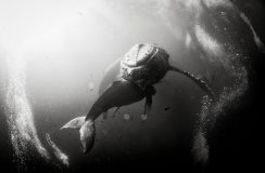 تصاویر سیاه و سفید از دنیای زیر آب