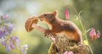 مینیمال‌های زندگی چند سنجاب