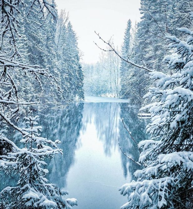 گالری تصاویر جنگل های کشور فنلاند عکس محیط زیست فنلاند
