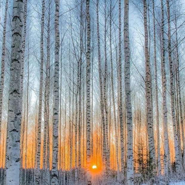 گالری تصاویر جنگل های کشور فنلاند عکس محیط زیست فنلاند