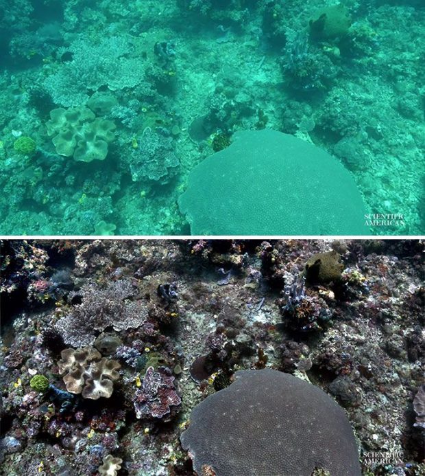 عکاسی زیر آب با الگوریتم جدید دانشمندان دگرگون می‌شود! + عکس