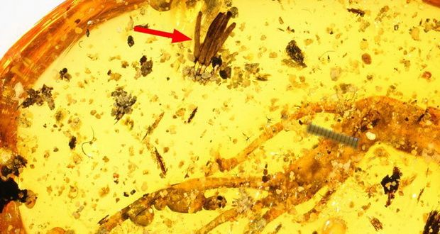 قدیمی ترین فسیل کپک مخاطی جهان زیبایی خیره‌کننده‌ای دارد