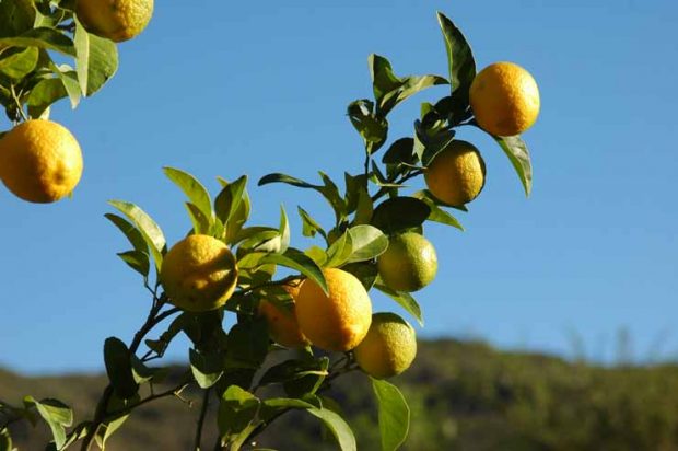 لیمو سرشار از ویتامین C است