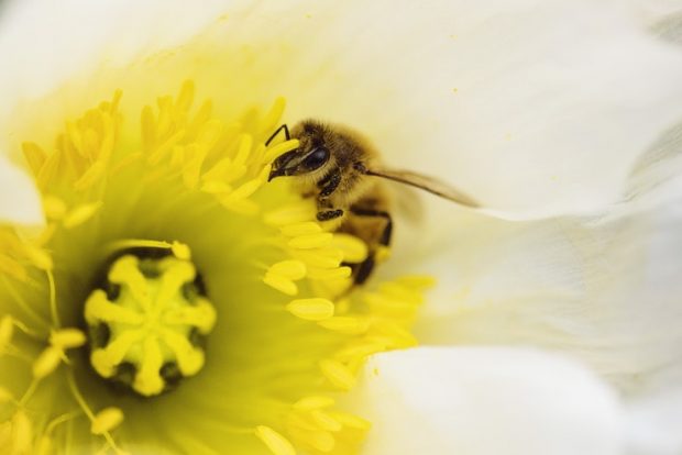 آلرژی به زنبور و عسل
