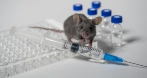 آزمایش واکسن بیماری کرونا روی حیوانات موفقیت چشم‌گیری داشته است!