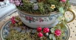 مجموعه‌ای زیبا از تصاویر باغ های فنجانی مینیاتوری