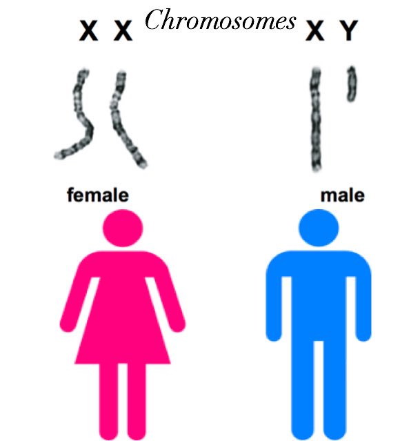 کروموزوم