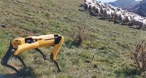 ویدیو سگ رباتیک بوستون داینامیکس در حال چوپانی و رسیدن به مزرعه!