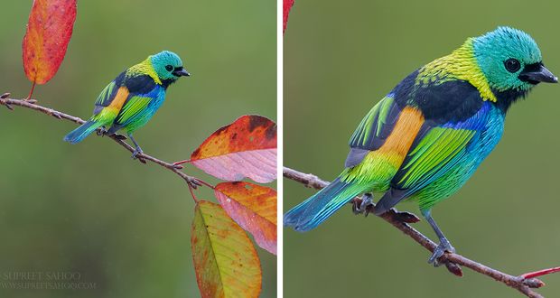 عکس های زیباترین پرندگان جنگل‌های بکر و منحصر به فرد برزیل