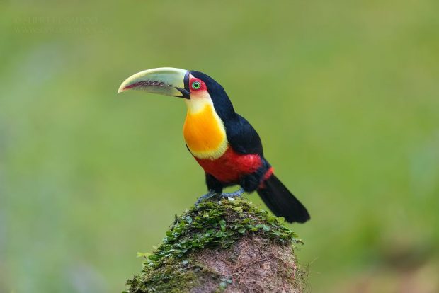 عکس های زیباترین پرندگان جنگل‌های بکر و منحصر به فرد برزیل