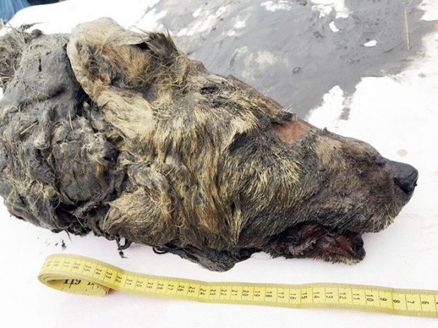 کشف سر بریده یک گرگ غول آسا در یخ‌های سیبری