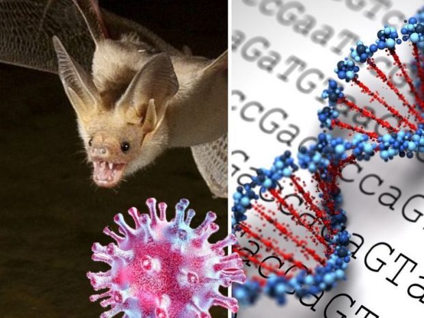 دانشمندان به دنبال الگوبرداری از مصونیت خفاش در برابر ویروس های مرگبار هستند