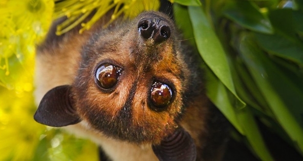 دانشمندان به دنبال الگوبرداری از مصونیت خفاش در برابر ویروس های مرگبار هستند