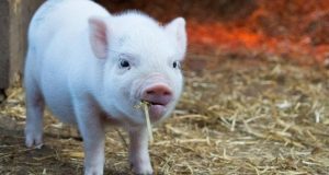 خطر همه‌گیری آنفولانزای خوکی چقدر است؟