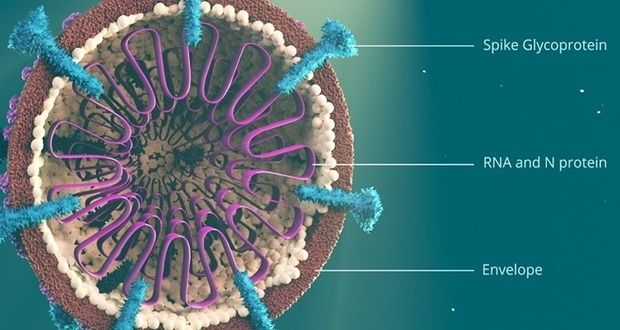 آیا ادعای ساخت کروناویروس در آزمایشگاه درست است؟