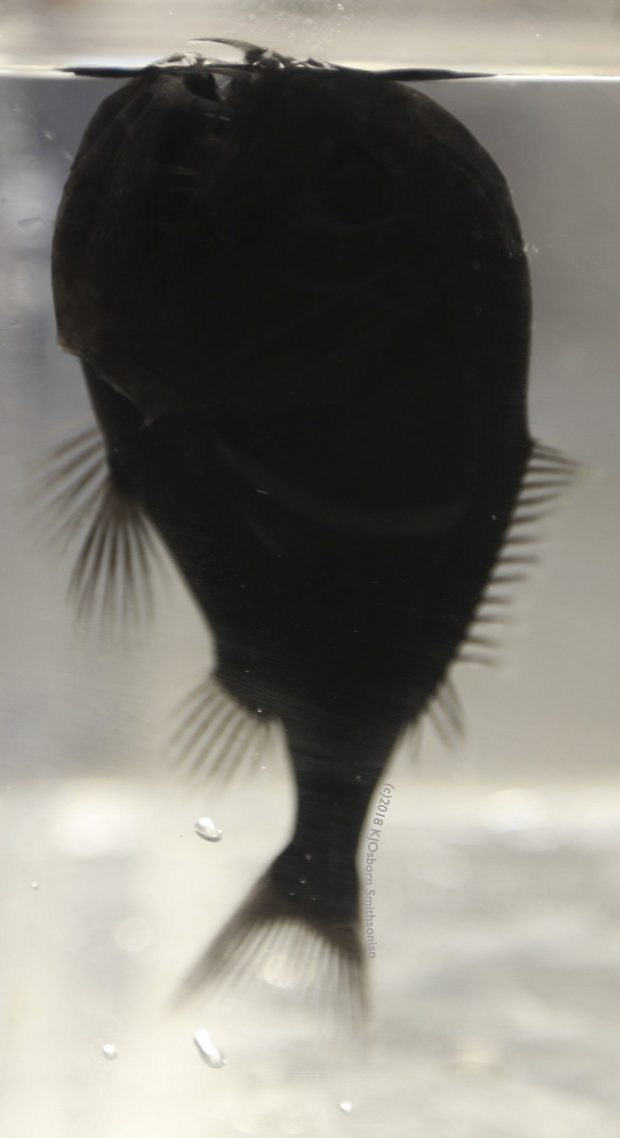 کشف 16 گونه جدید از ماهی فوق تاریک دانشمندان را شگفت‌زده کرد