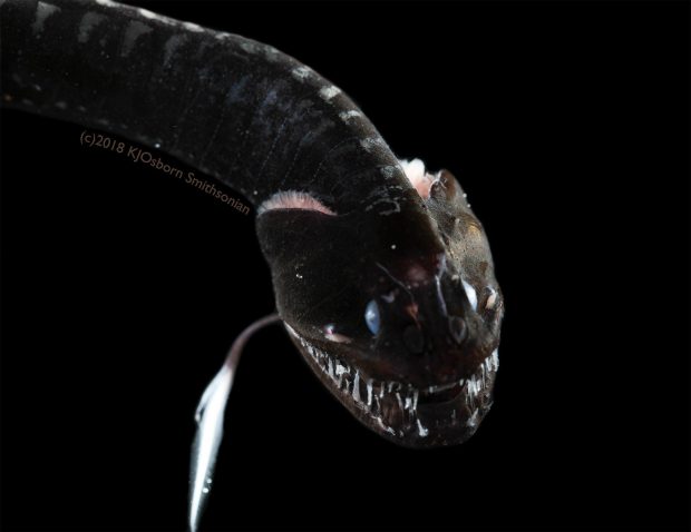 کشف 16 گونه جدید از ماهی فوق تاریک دانشمندان را شگفت‌زده کرد