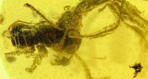 کشف مورچه جهنمی 99 میلیون ساله در یک کهربای باستانی