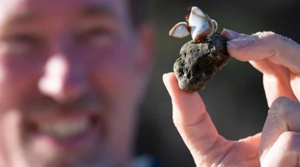 حجم عظیمی از سنگ های آتشفشانی شناور جان دوباره‌ای به مرجان‌های استرالیا داده‌اند + ویدیو