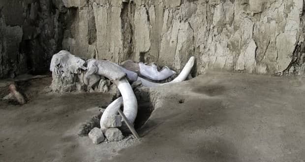 کشف هزاران قطعه استخوان ماموت در محل احداث یک فرودگاه مکزیکی