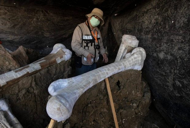 کشف هزاران قطعه استخوان ماموت در محل احداث یک فرودگاه مکزیکی