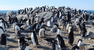  کشف پنگوئن های مومیایی شده 5 هزار ساله در قطب جنوب