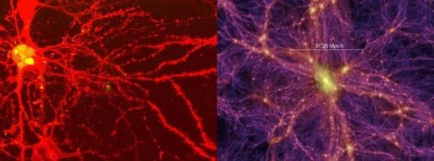 دانشمندان از شباهت‌های عجیب مغز انسان و ساختارهای کیهان صحبت می‌کنند