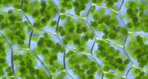 کشف غیر منتظره یک ساختار عجیب و مخفی درون سلول‌های گیاهی