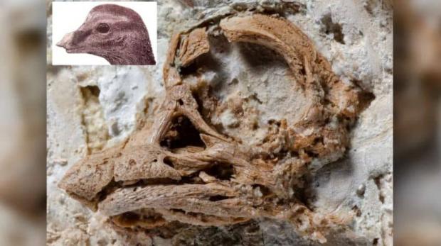 10 مورد از جدیدترین اکتشافات دنیای دایناسورها 
