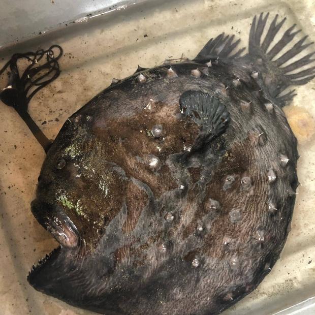 یک ماهی مرموز با لامپی در جلوی سرش در ساحل کالیفرنیا پیدا شد
